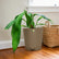 anthurium pallidiflorum with pot