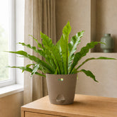 low maintenance plants