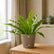 low maintenance plants