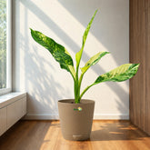 dieffenbachia big ben with krish pot