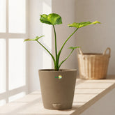 alocasia gigantea aurea
