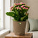 Kalanchoe Pink