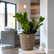 ZZ Plant Black