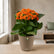 Kalanchoe Orange