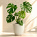 Monstera