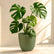 Monstera