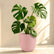 Monstera