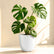 Monstera