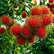 Rambutan Rongrien