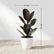Rubber Ficus