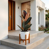 Rubber Ficus