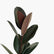 Rubber Ficus