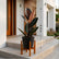 Rubber Ficus Black Plant