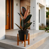 Rubber Ficus Black