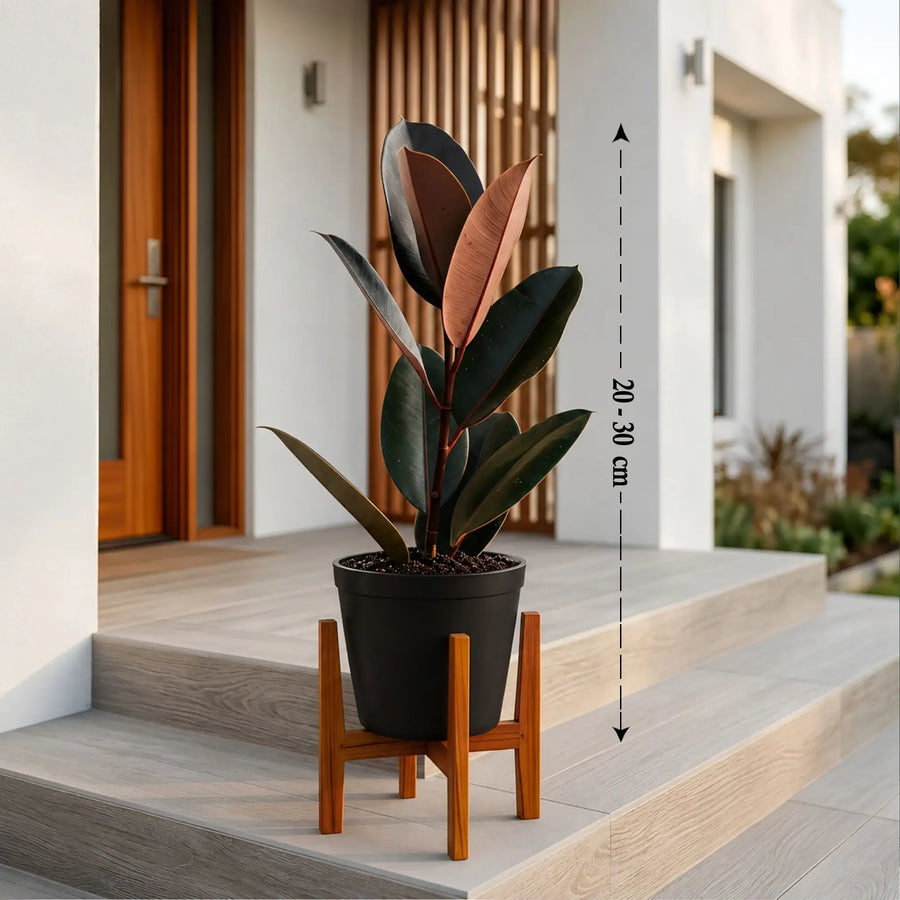 Rubber Ficus Black Online