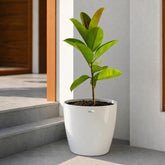 rubber plant ficus elastica
