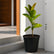 Rubber Plant (Ficus Elastica)