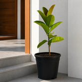 rubber tree indoor plant