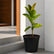 rubber tree indoor plant