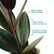 Rubber Ficus