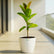 Rubber tree/ Robusta