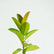 Rubber tree/ Robusta