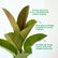 Rubber tree/ Robusta