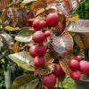 Ruby Longan