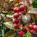 Ruby Longan