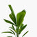Ruffled Fan Palm