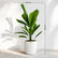 Ruffled Fan Palm