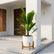 Ruffled Fan Palm