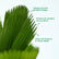 Ruffled Fan Palm
