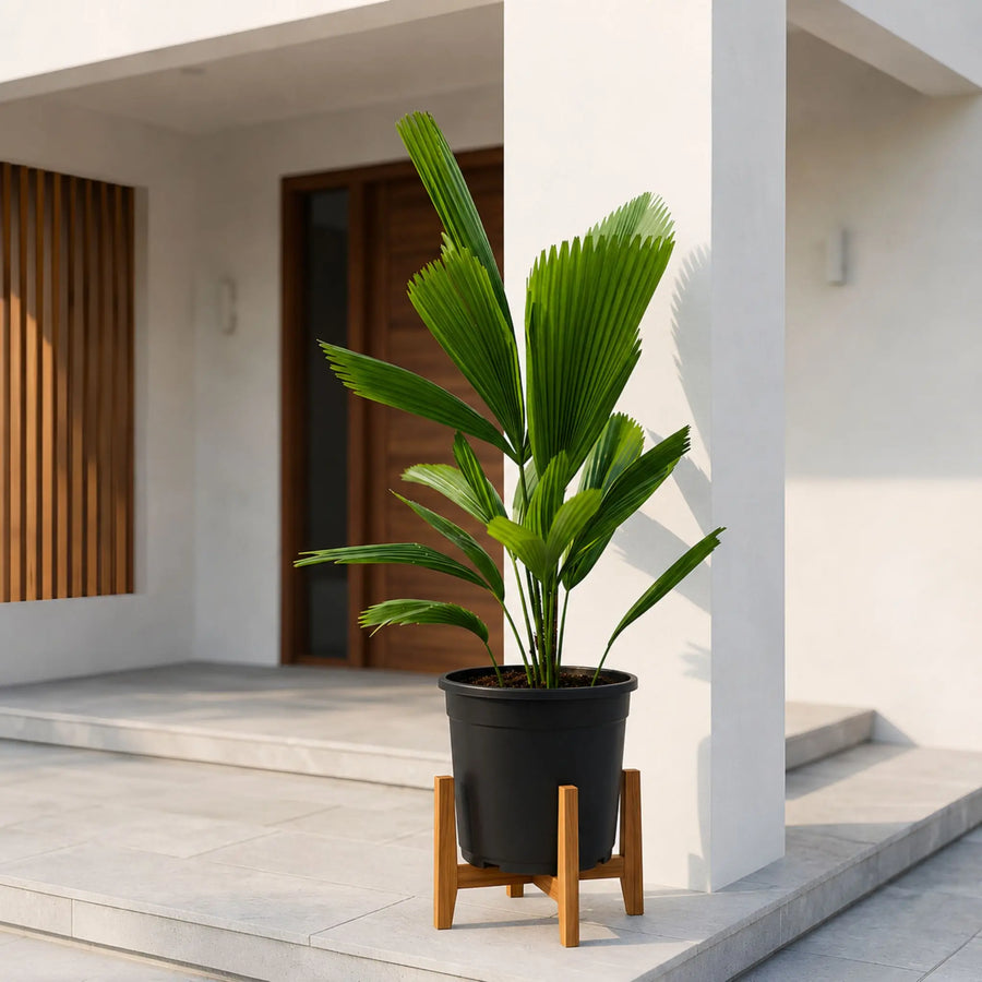 Ruffled Fan Palm with pot