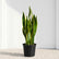 indoor snake plant