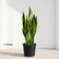 Sansevieria Laurentii Yellow (Snake Plant)
