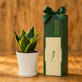 corporate gift plants