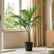 Sayagra Palm