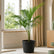 Sayagra Palm Plant Indoor
