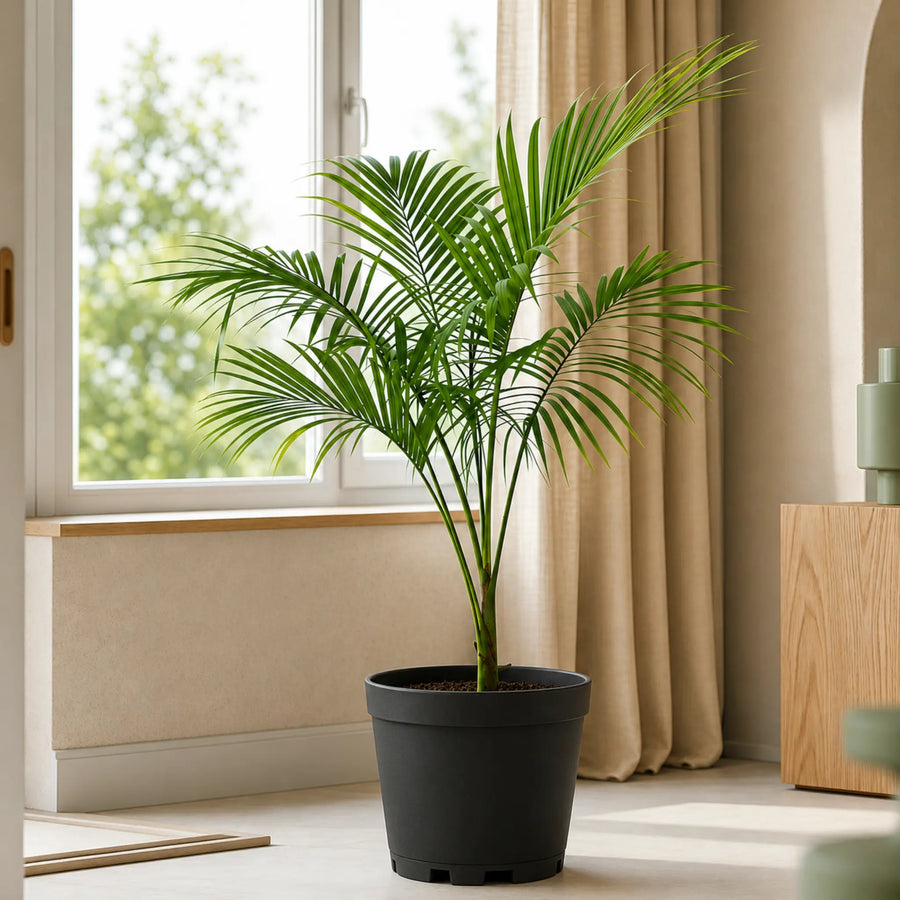 Sayagra Palm Plant Indoor