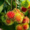 Rambutan School Boy