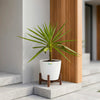 Silver Yucca