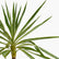 Silver Yucca