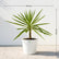 Silver Yucca