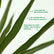 Silver Yucca