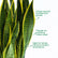 Snake Plant