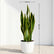 Snake Plant