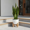 Snake Plant