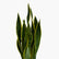 Snake Plant