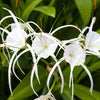 Spider Lilly